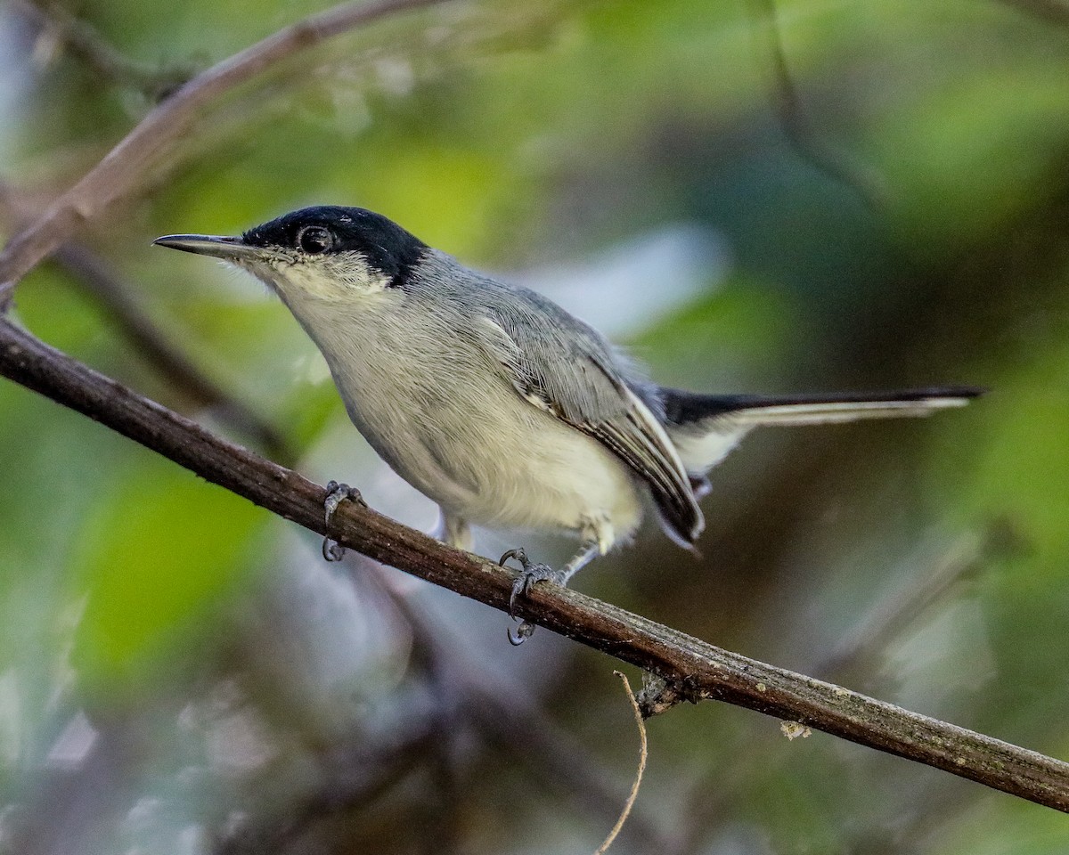 Perlita Tropical - ML649206630