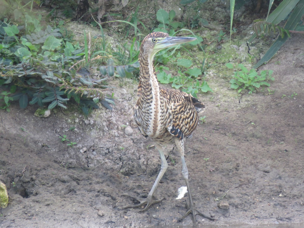 Bare-throated Tiger-Heron - ML649206656