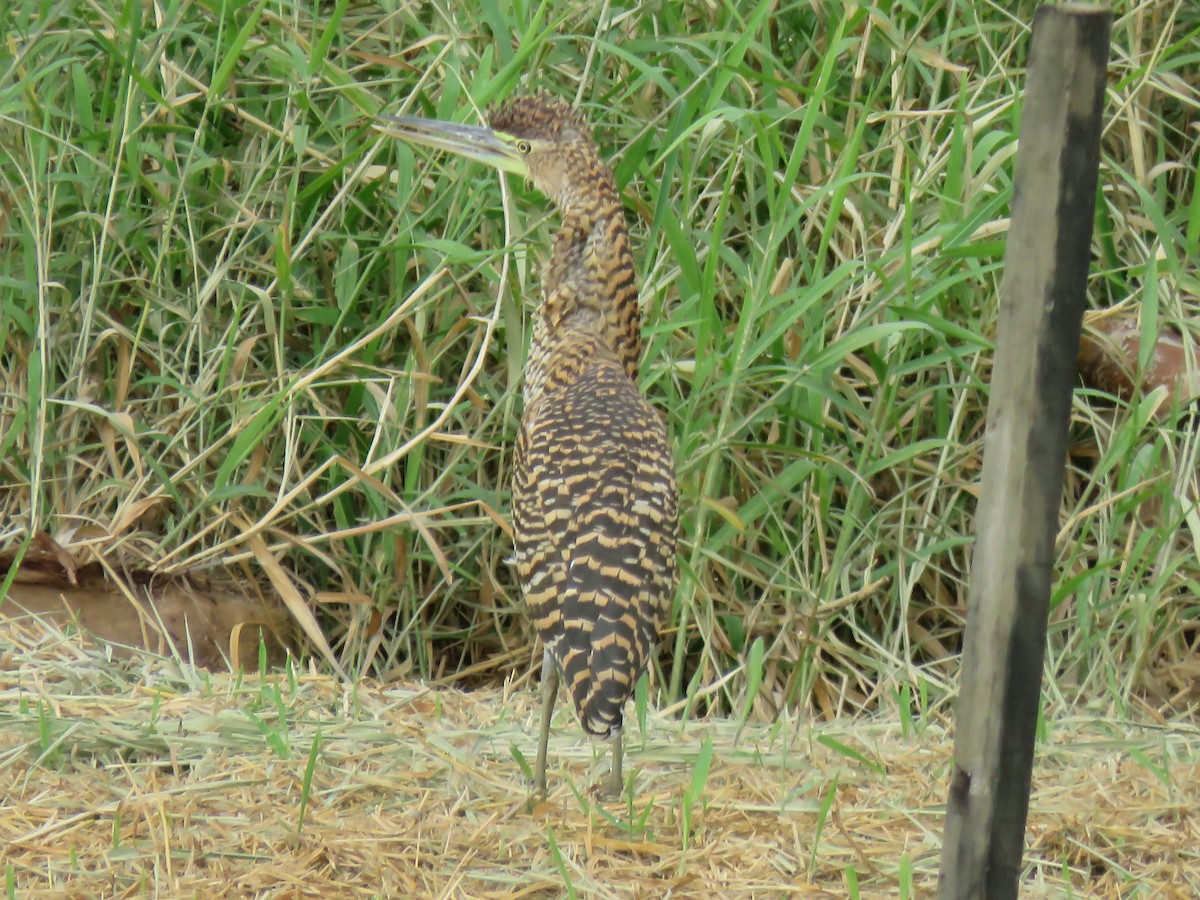 Bare-throated Tiger-Heron - ML649206657