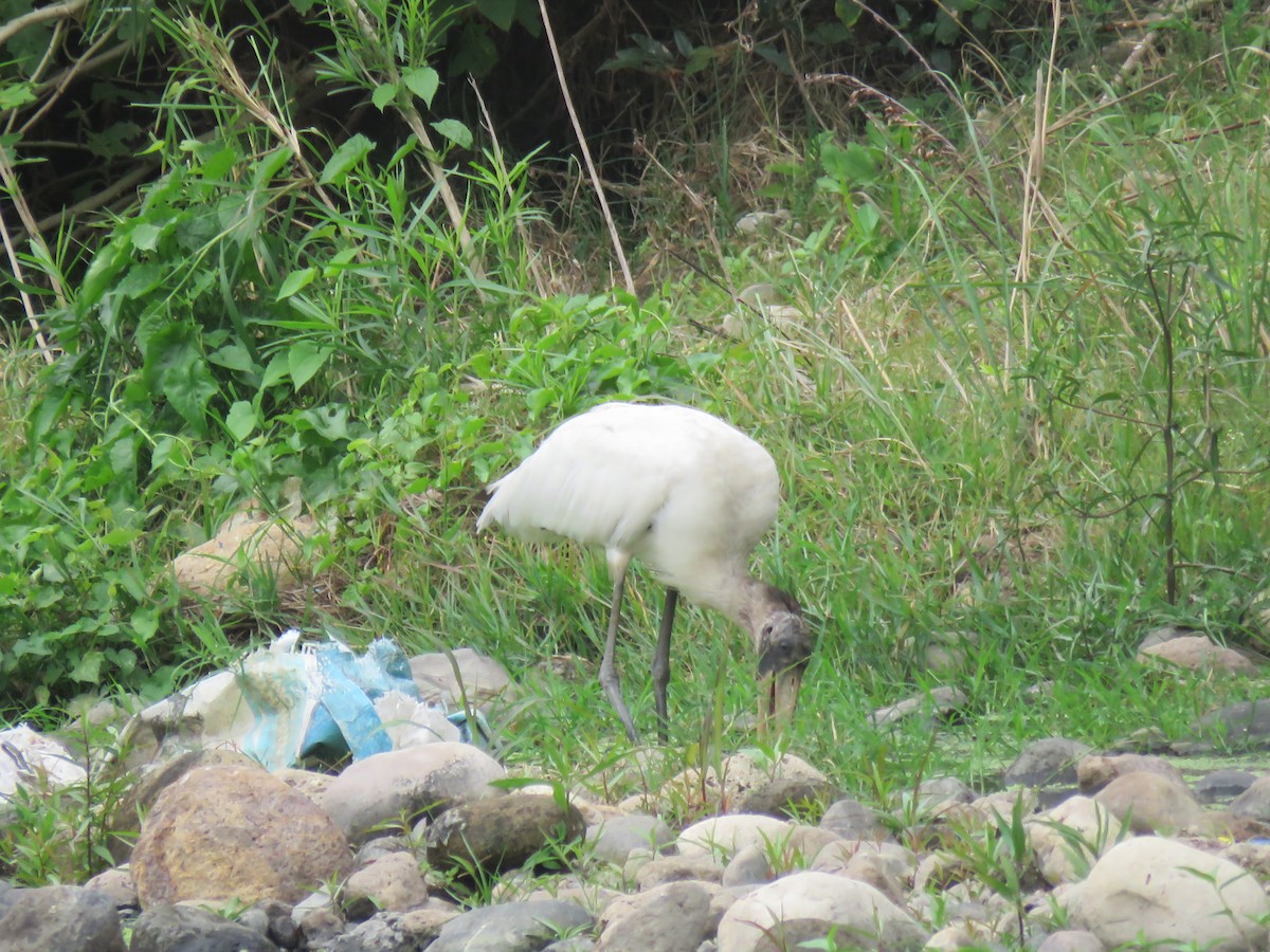 Wood Stork - ML649206704