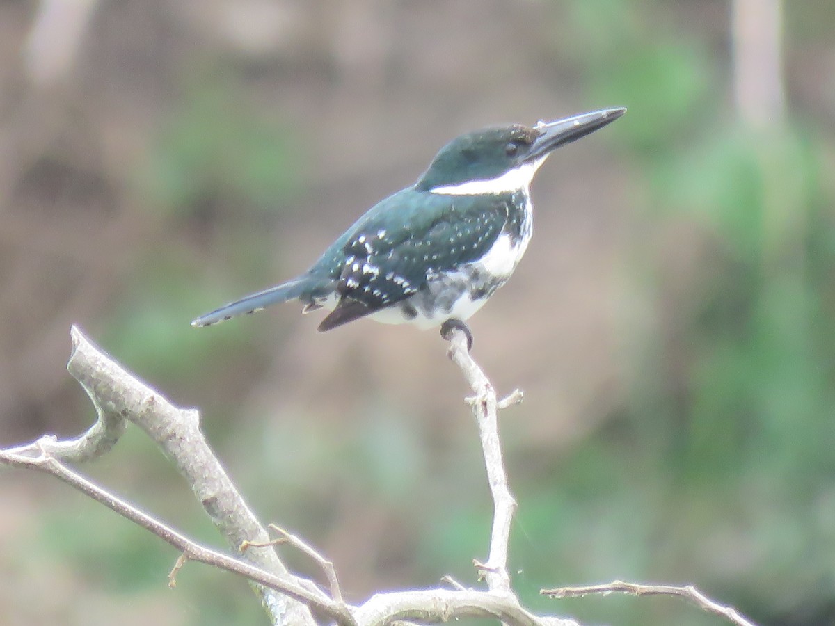 Green Kingfisher - ML649206751