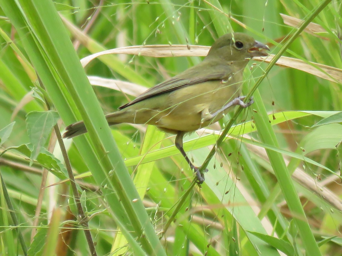 Painted Bunting - ML649206831