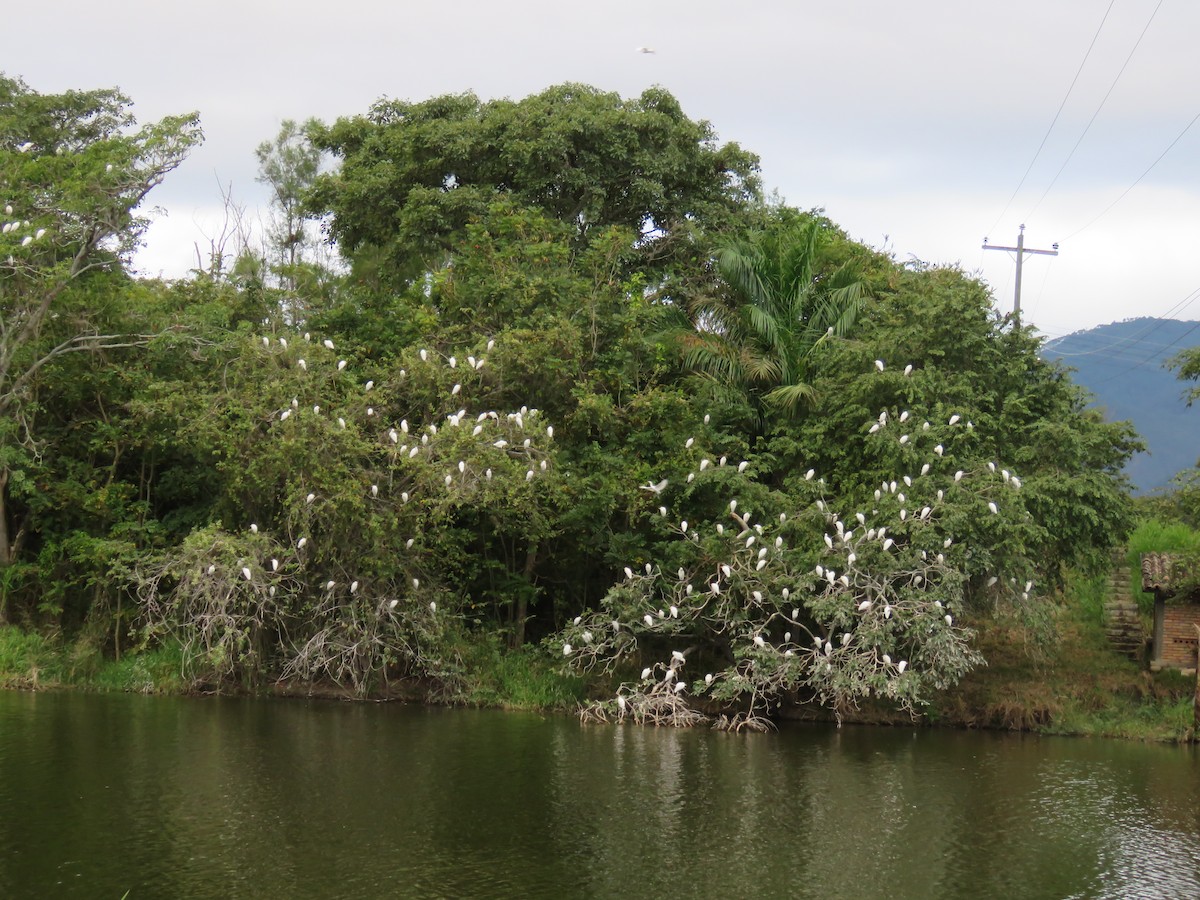 Airone guardabuoi - ML649207009