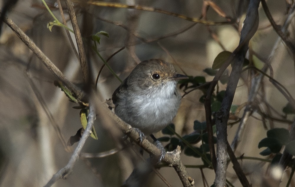 Tiranuelo Copetón - ML649207080