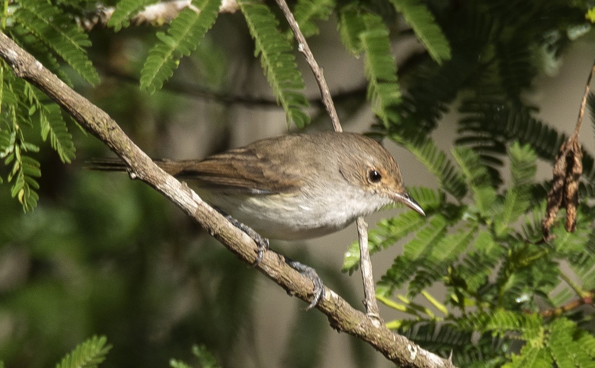 Tiranuelo Copetón - ML649207081