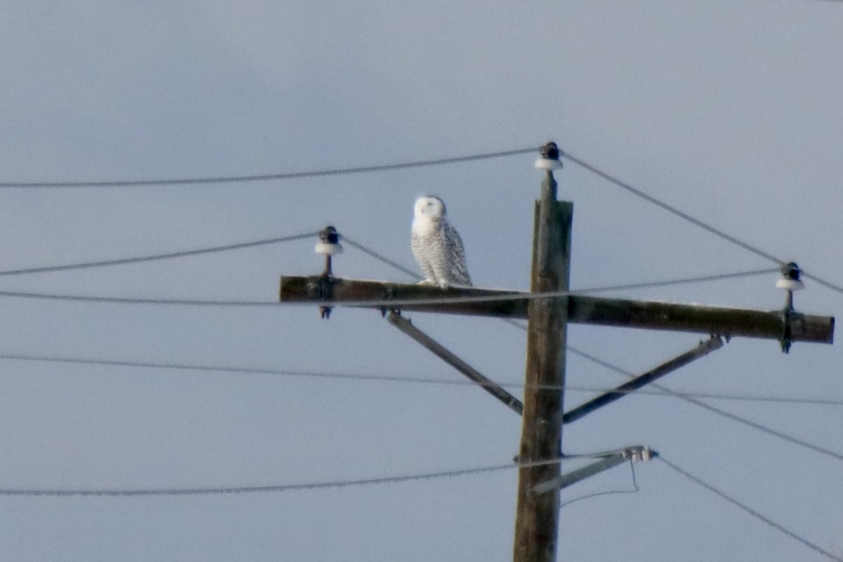 snøugle - ML649207130