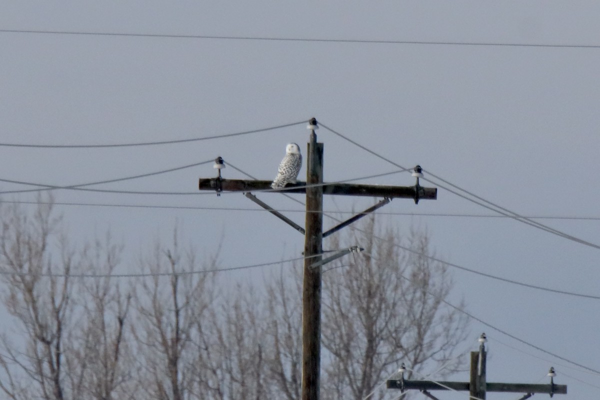 snøugle - ML649207132