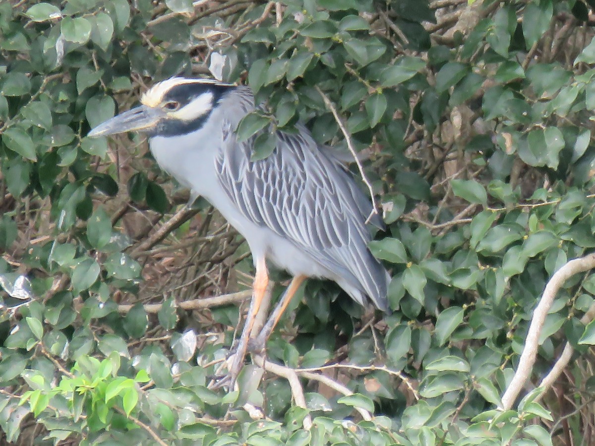 Yellow-crowned Night Heron - ML649207178