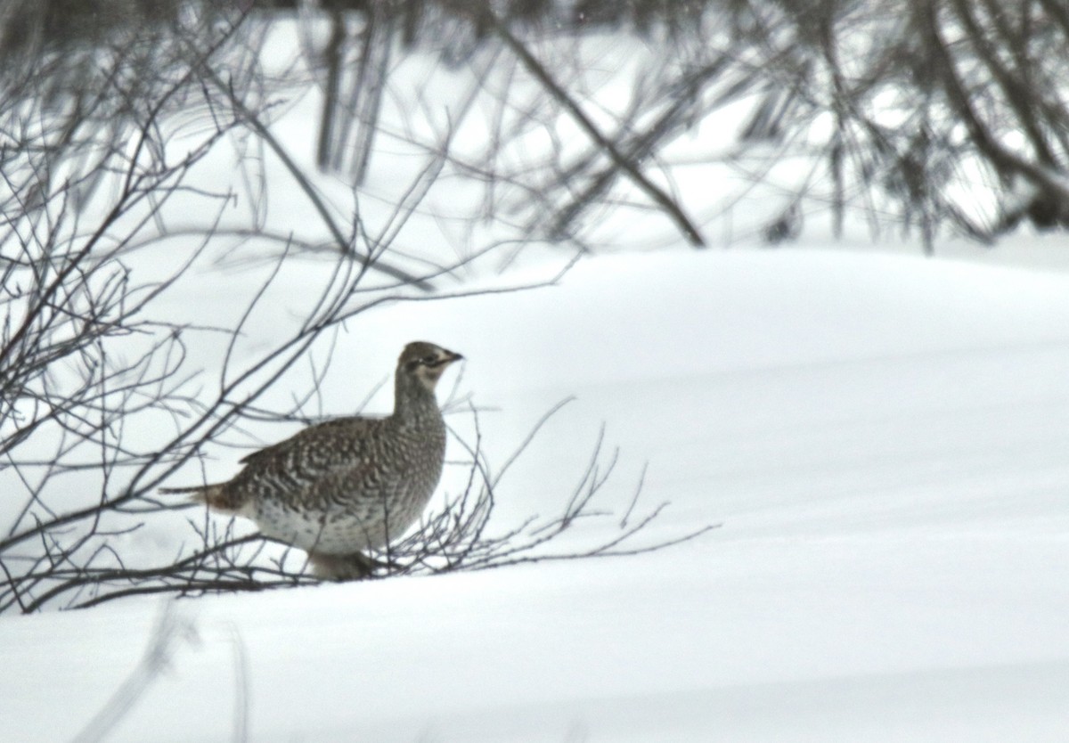 fagerjerpe - ML649207179