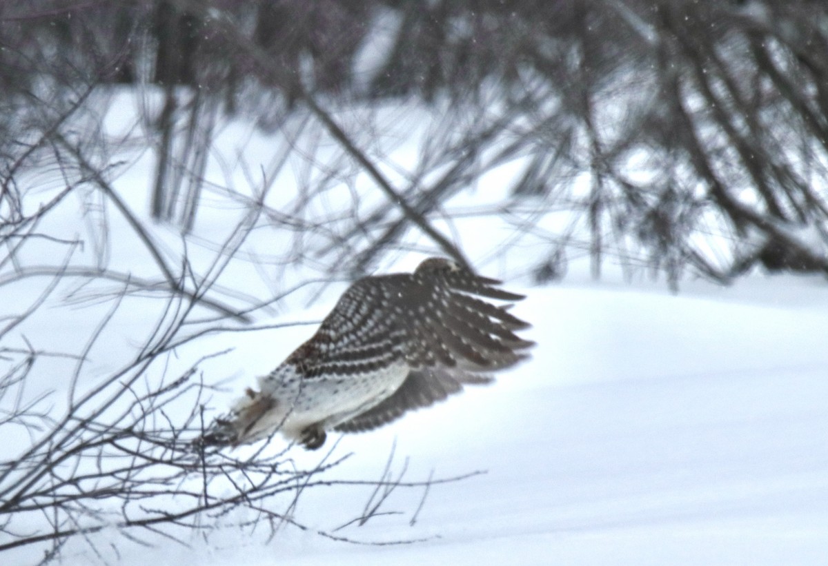 fagerjerpe - ML649207180