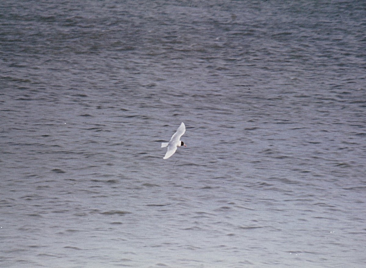 Mediterranean Gull - ML649207227