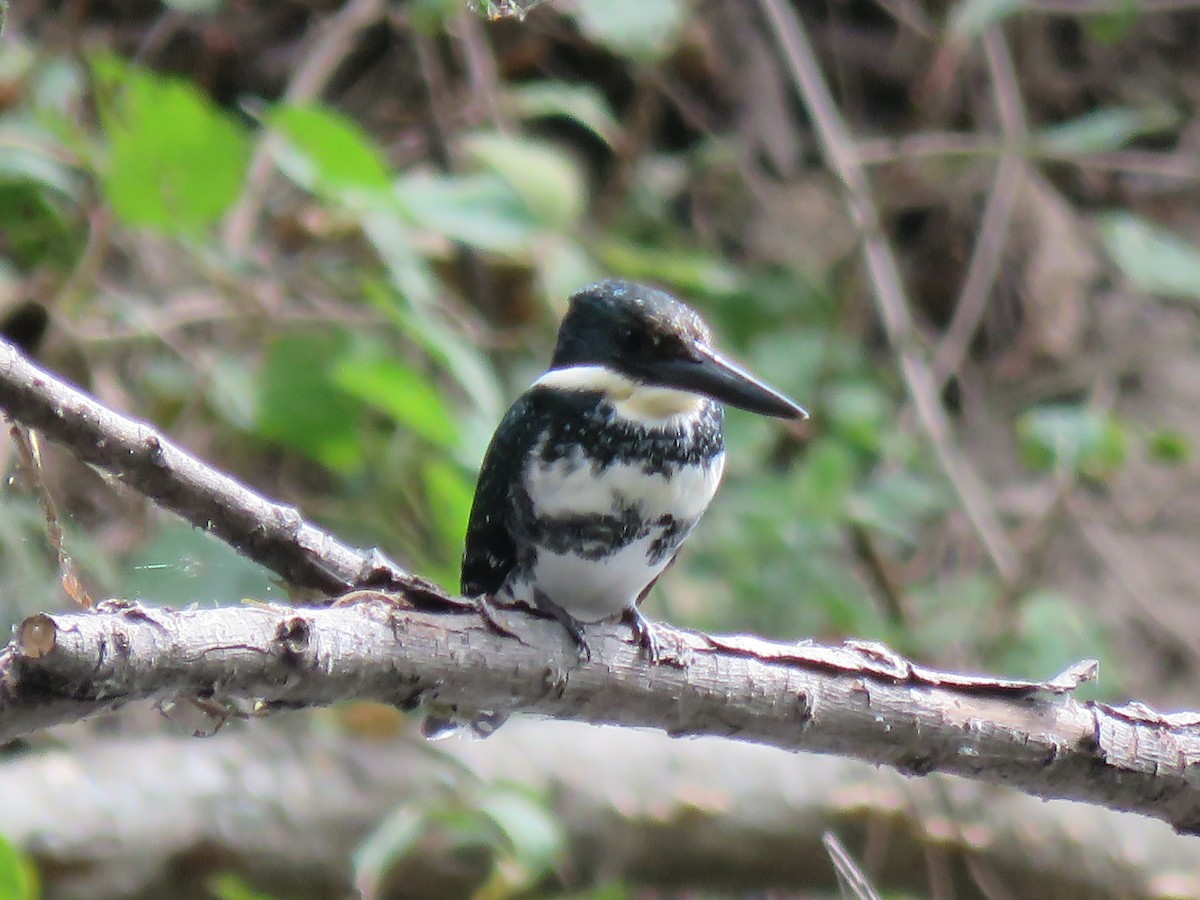 Green Kingfisher - ML649207315