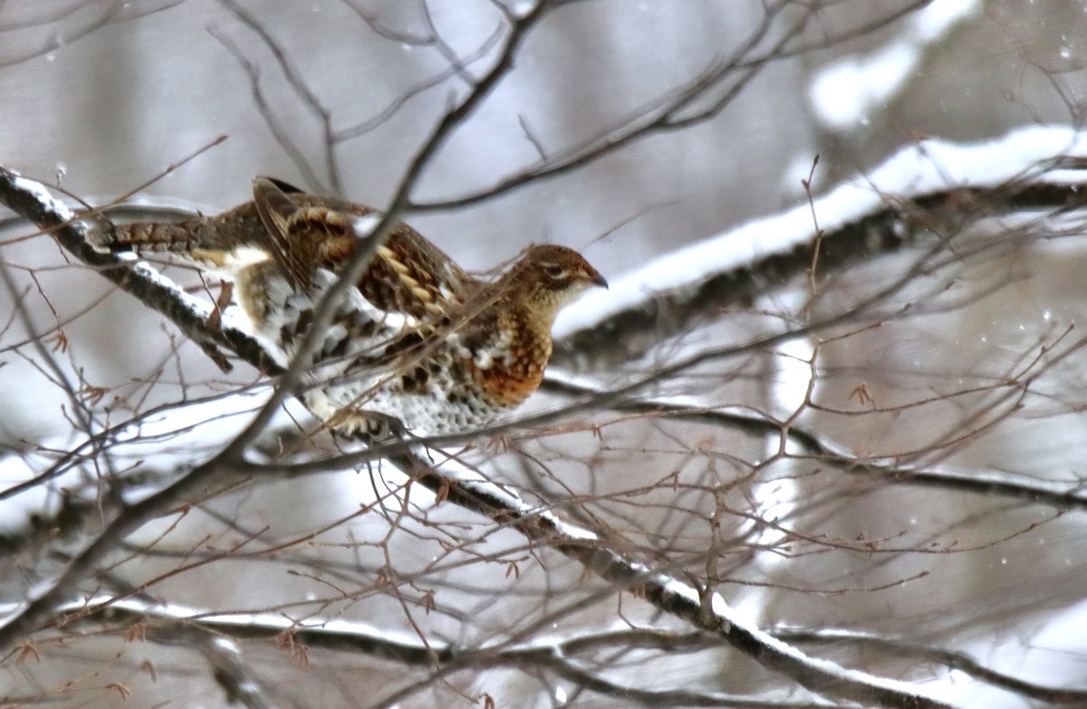 kragejerpe - ML649207327