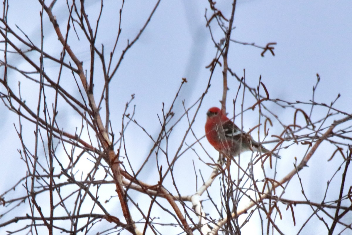 konglebit - ML649207392