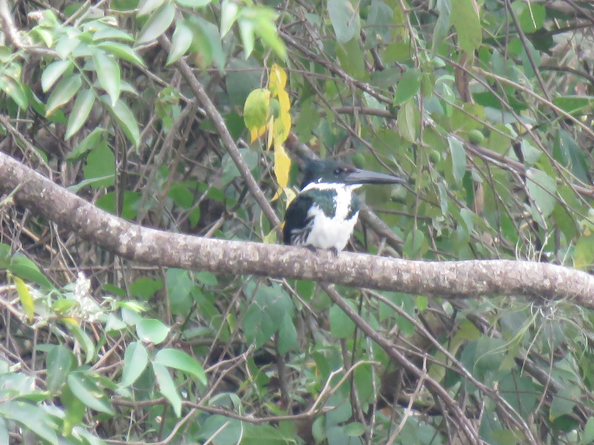 Amazon Kingfisher - ML649207393