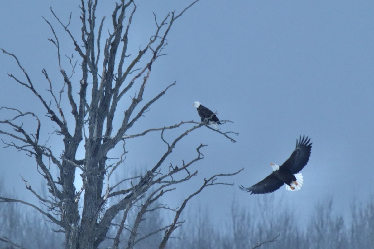 hvithodehavørn - ML649207468