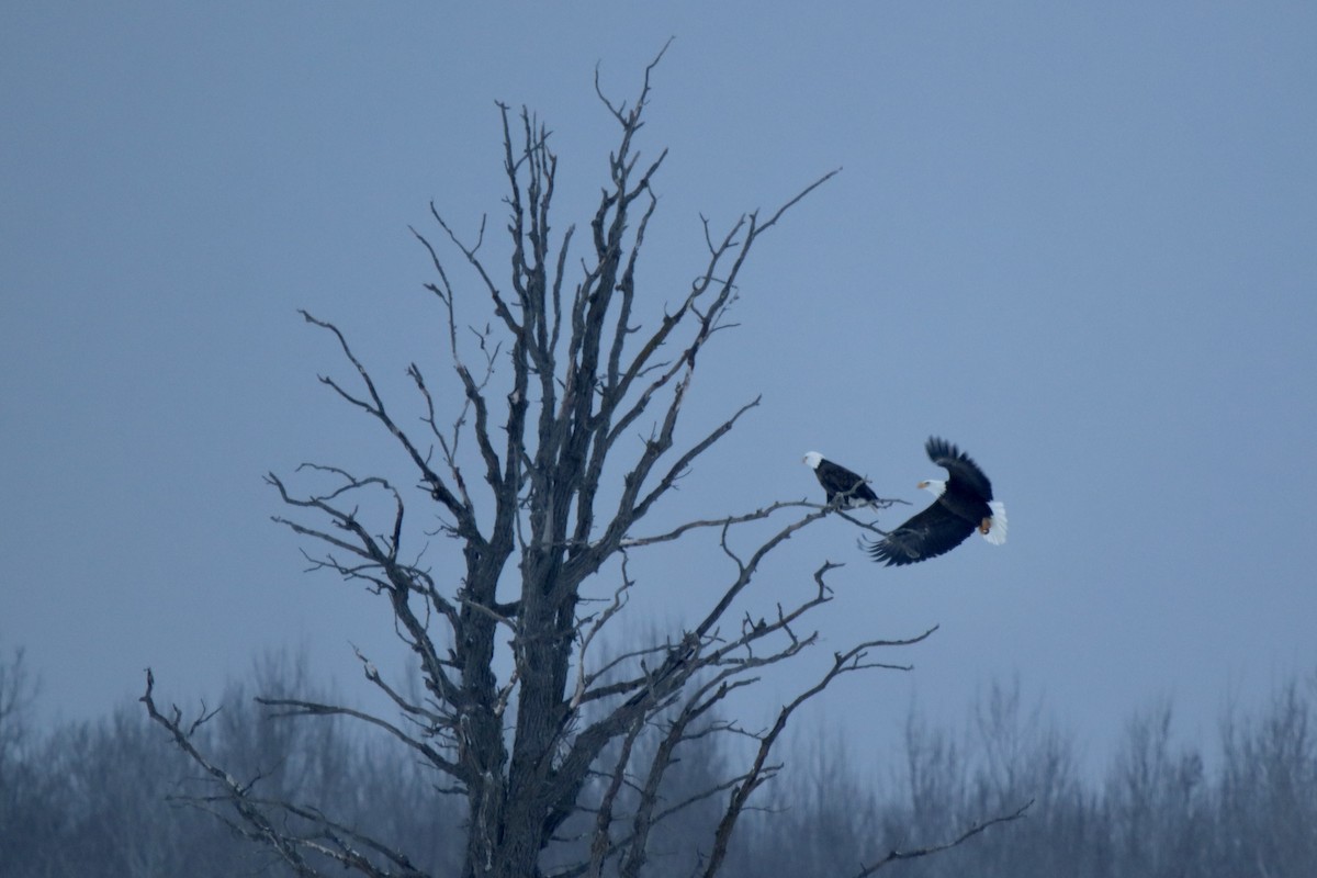 hvithodehavørn - ML649207469