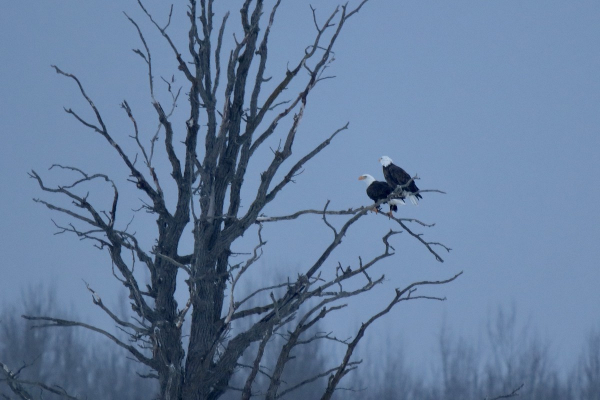 hvithodehavørn - ML649207470