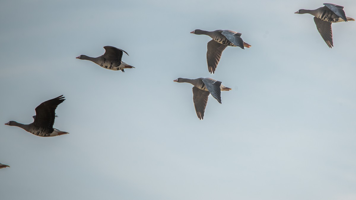 Ánsar Careto - ML649207533