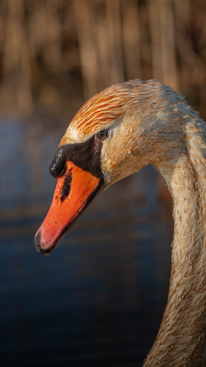 Cisne Vulgar - ML649207573