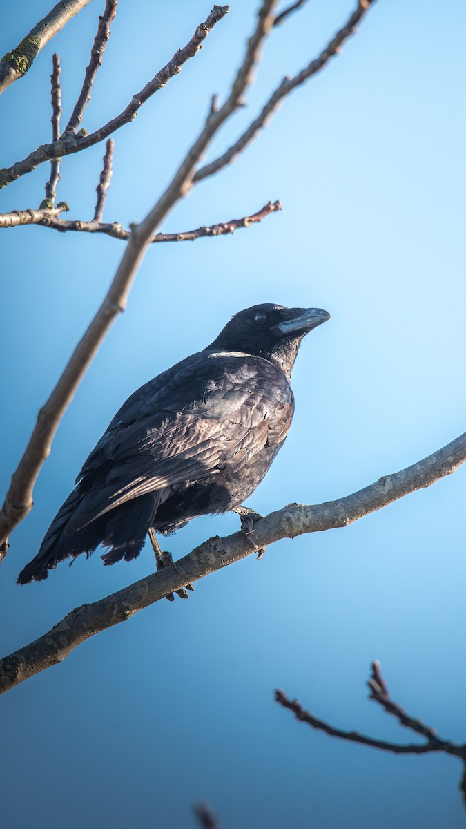 Corneja Negra - ML649207581