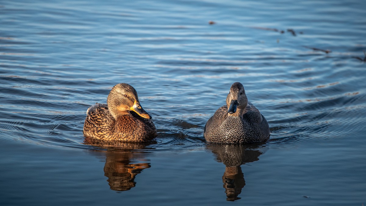 Ánade Friso - ML649207589