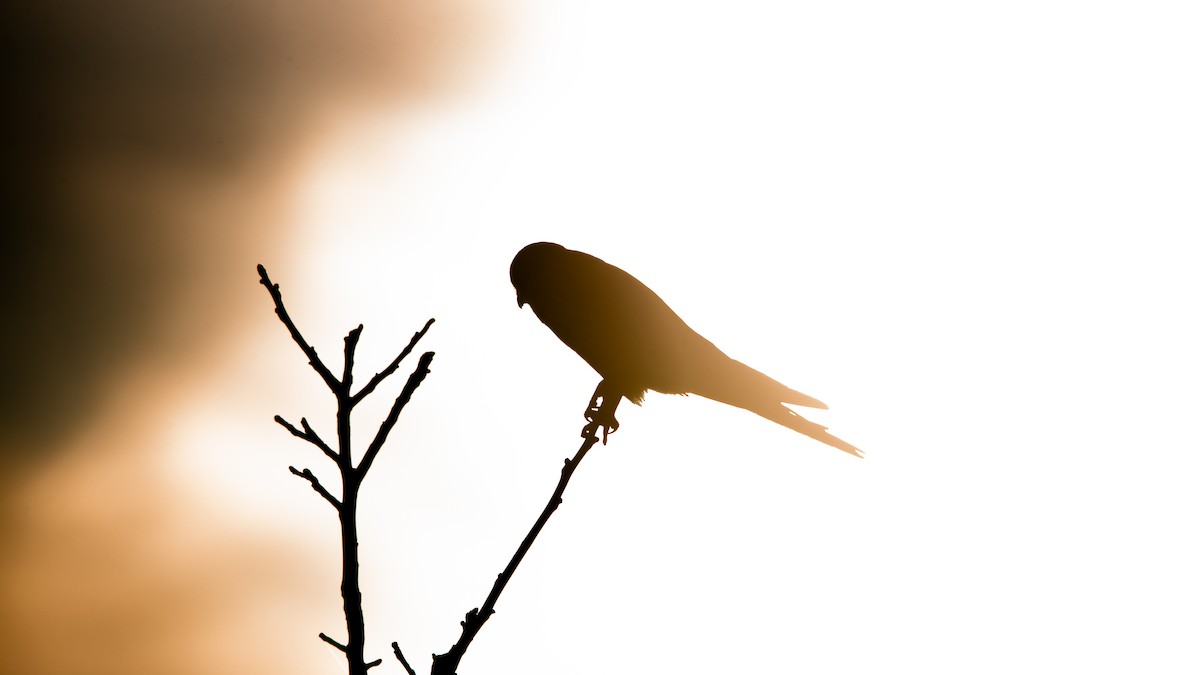 Cernícalo Vulgar - ML649207595