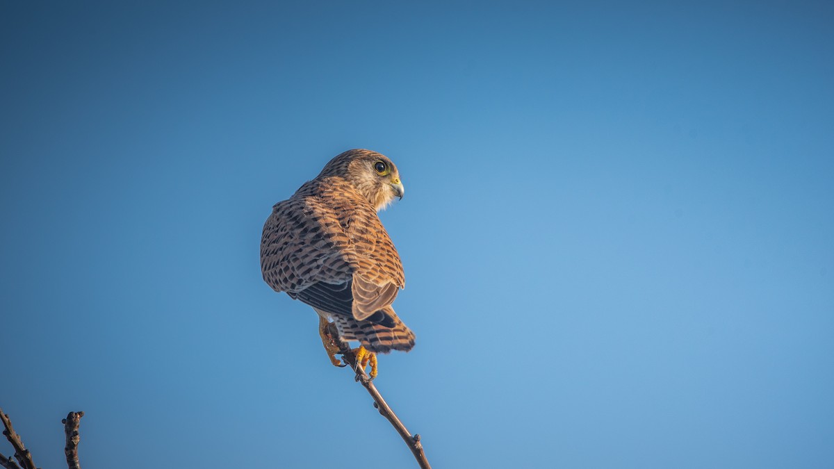 Cernícalo Vulgar - ML649207596