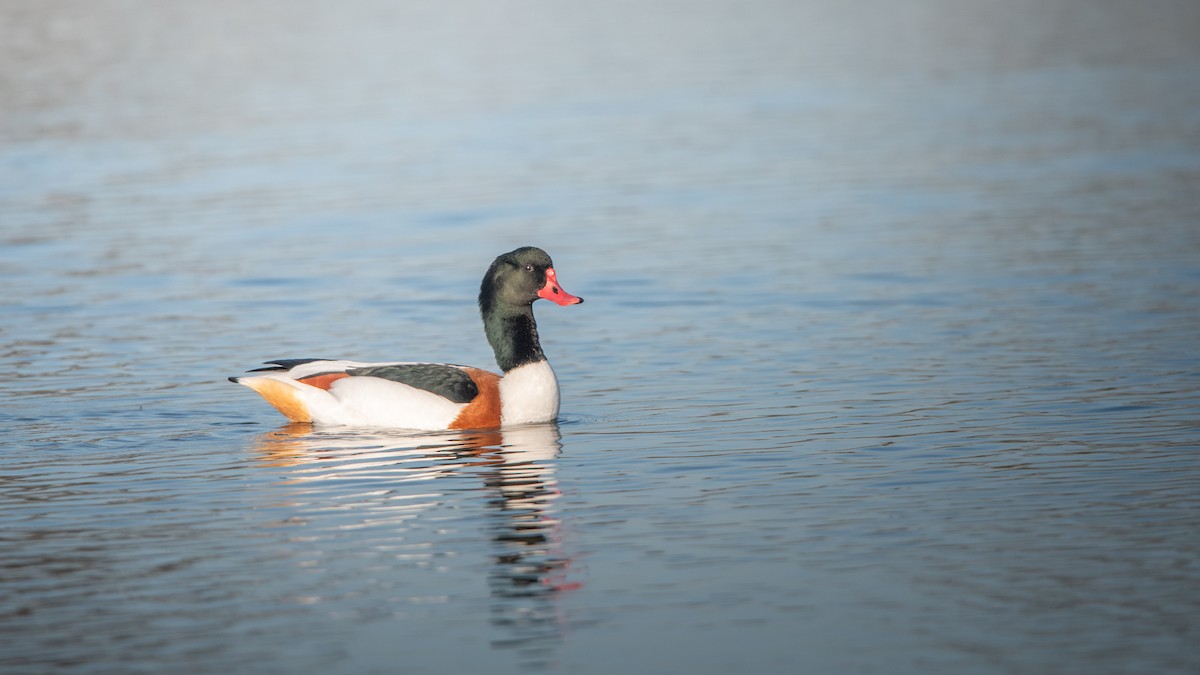 Tarro Blanco - ML649207601