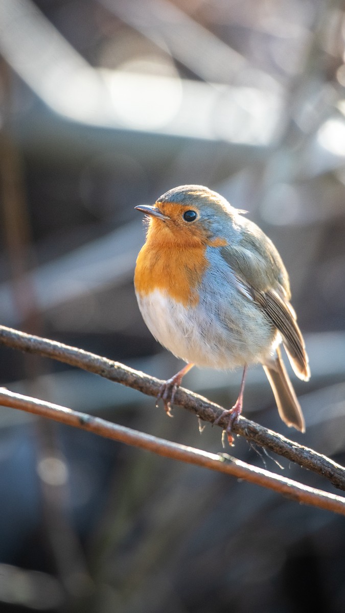 Petirrojo Europeo - ML649207606