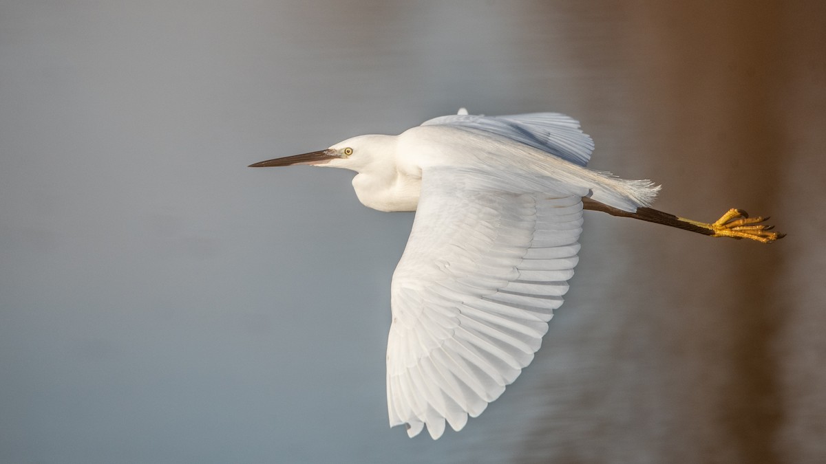 Garceta Común - ML649207612