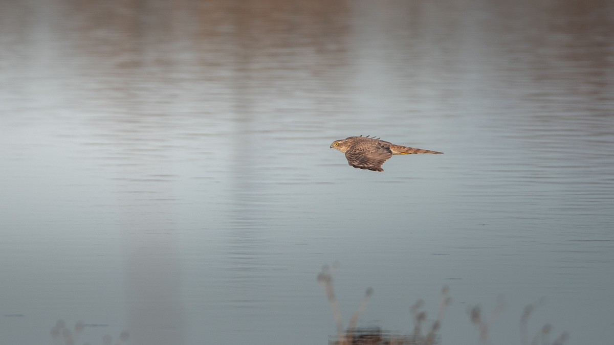 Gavilán Común - ML649207615