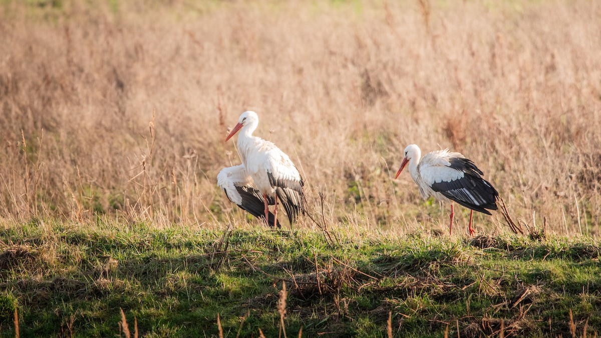 Cigüeña Blanca - ML649207618