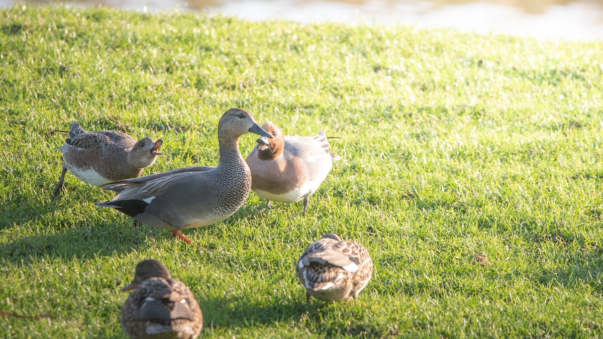 Ánade Friso - ML649207623