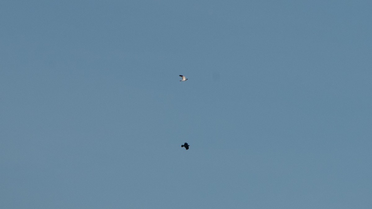 Aguilucho Pálido - ML649207754