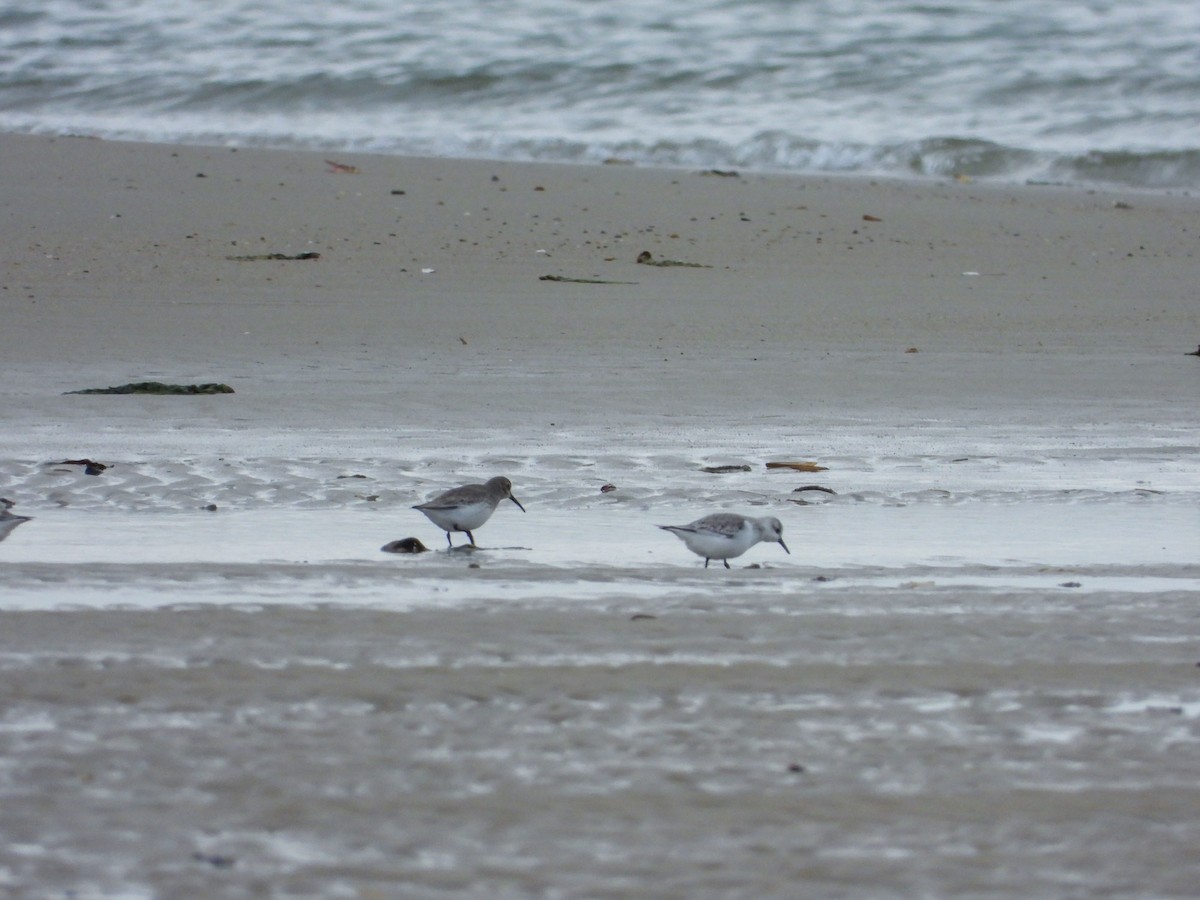 三趾濱鷸 - ML649207814