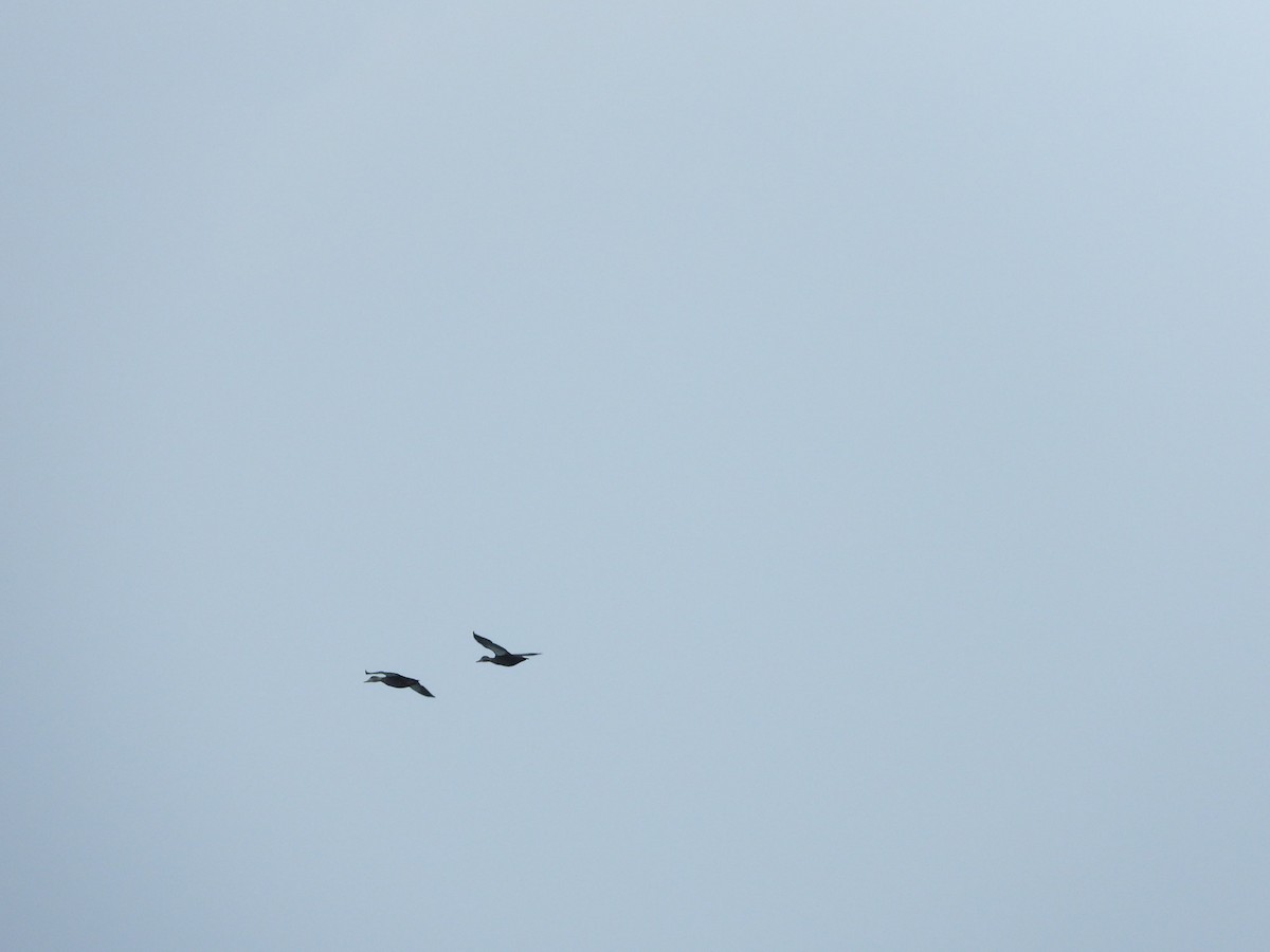 American Black Duck - ML649207818