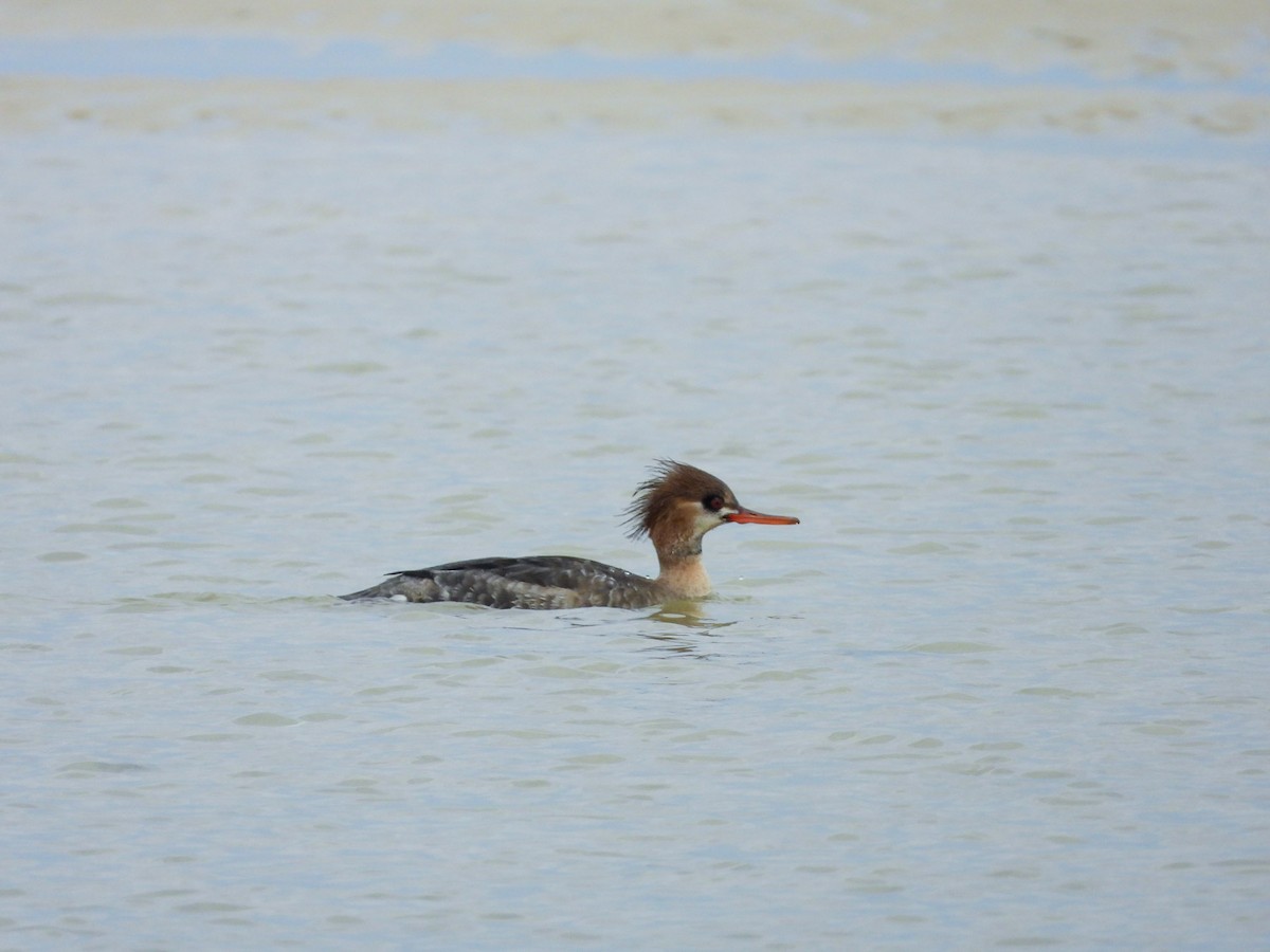 紅胸秋沙 - ML649207891