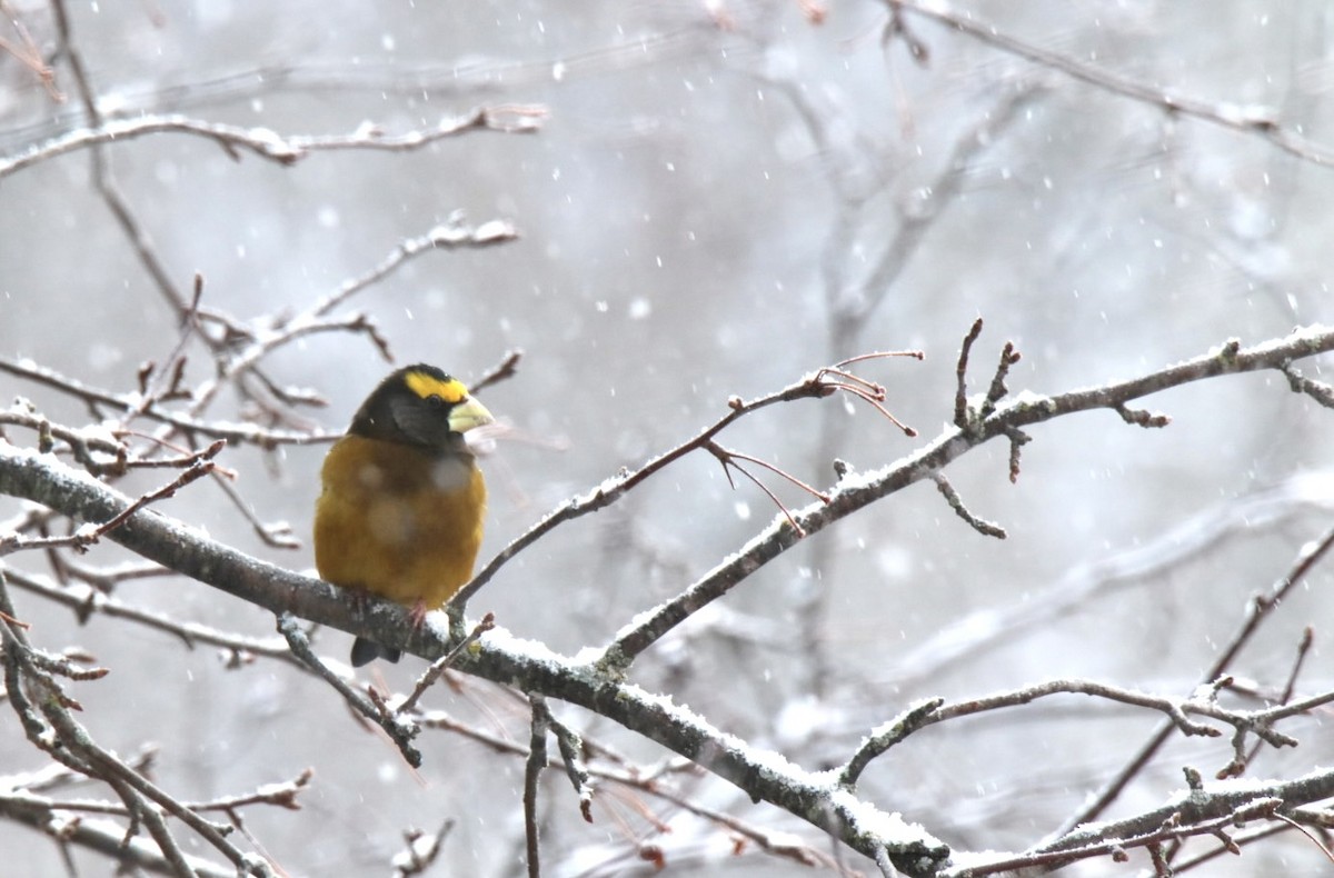 gulbrynkjernebiter - ML649207917