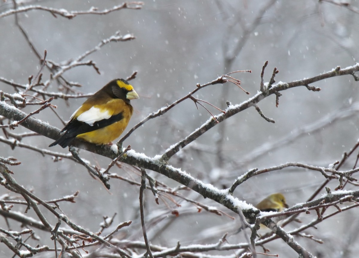 gulbrynkjernebiter - ML649207918