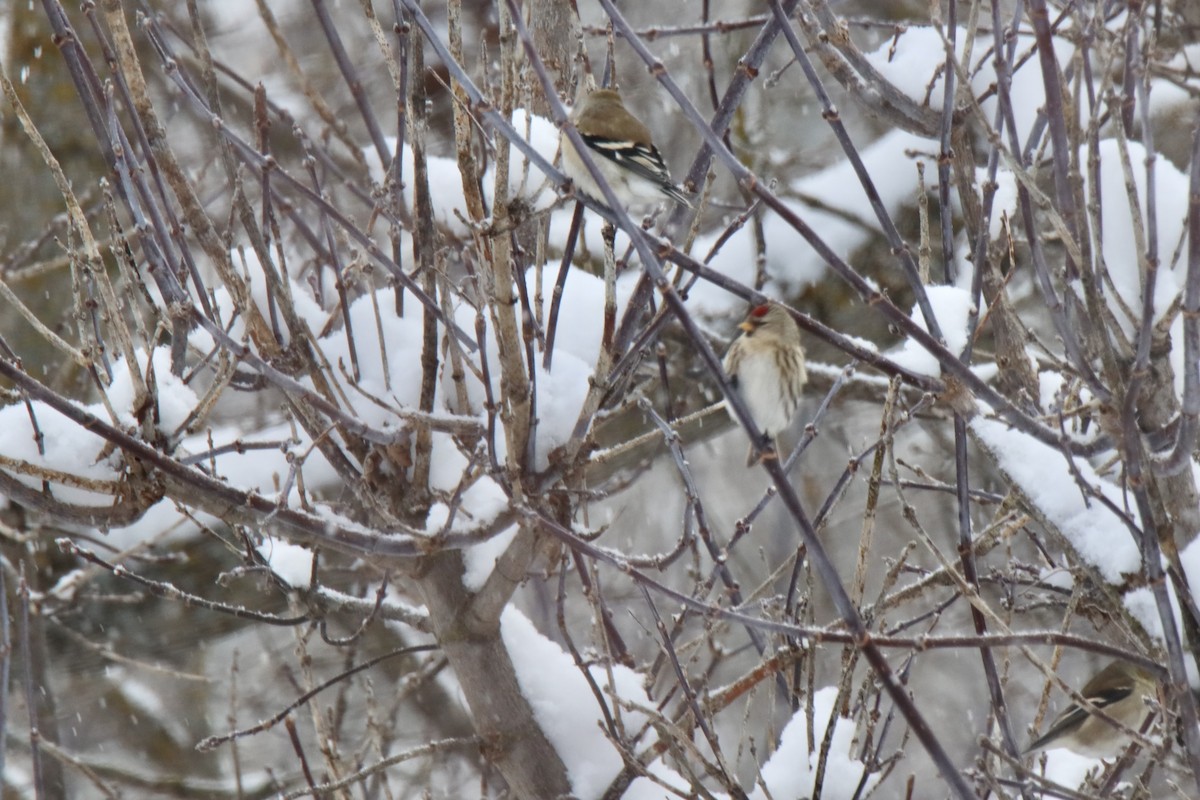 gråsisik (flammea/rostrata/islandica) - ML649207929