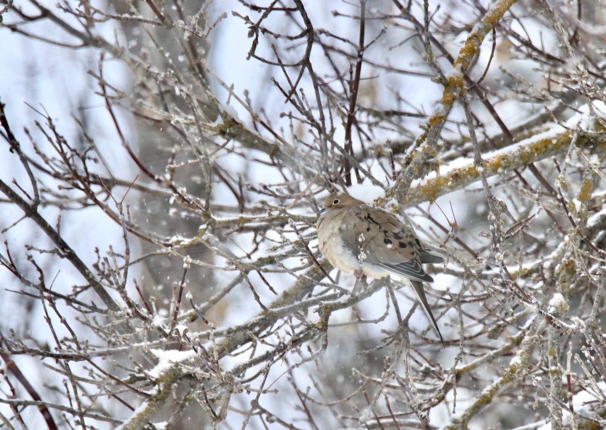 sørgedue - ML649207945