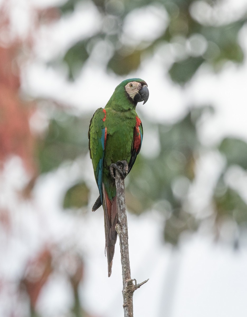 Chestnut-fronted Macaw - ML649207977