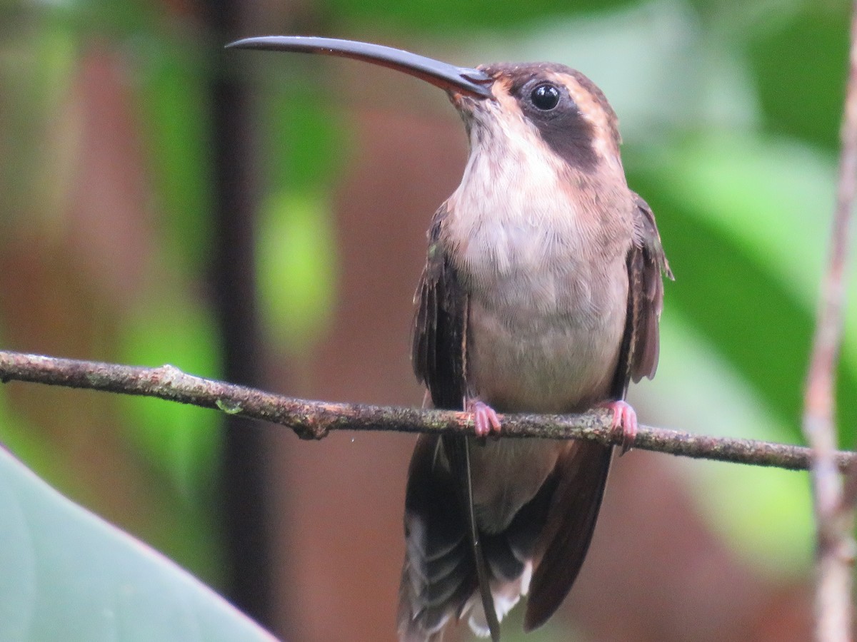 Pale-bellied Hermit - ML649208047