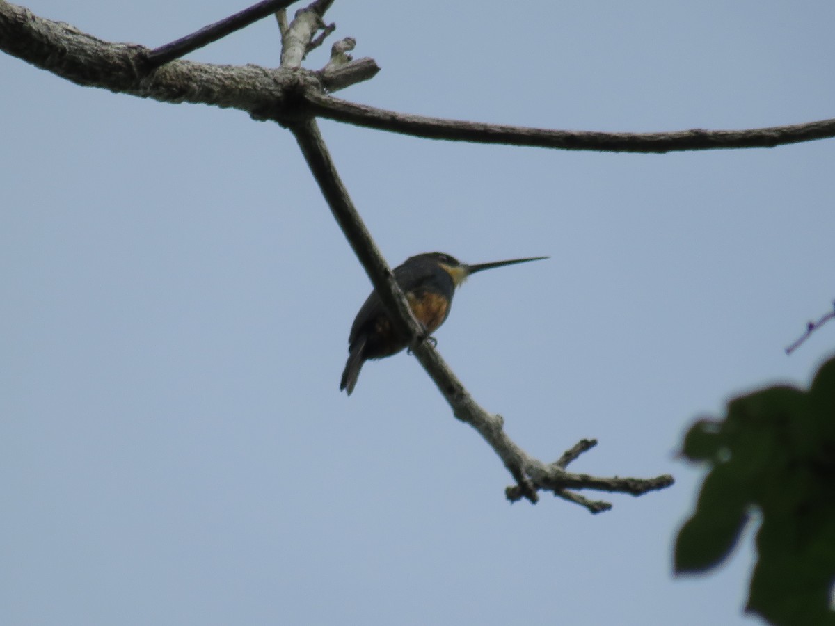 Dusky-backed Jacamar - ML649208061