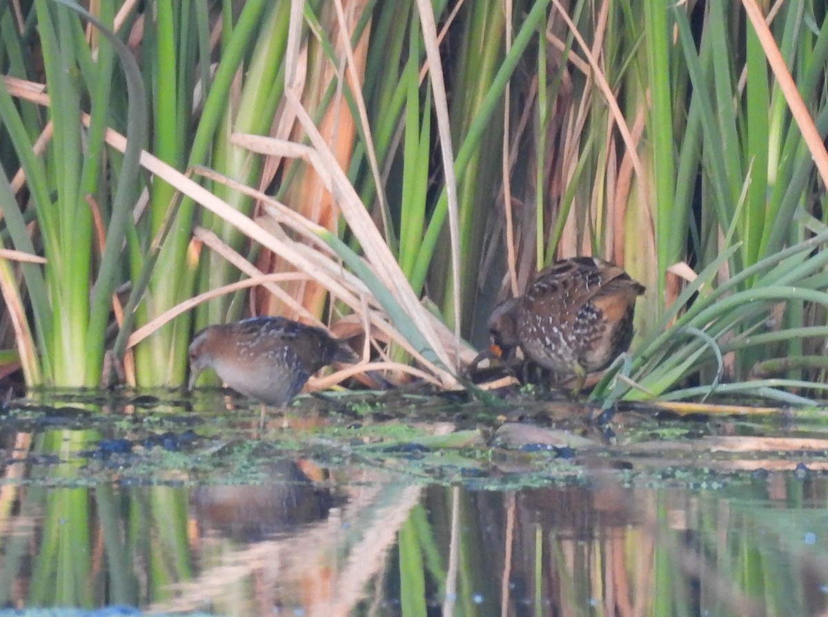 Spotted Crake - ML649208239