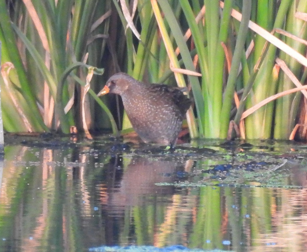 Spotted Crake - ML649208241