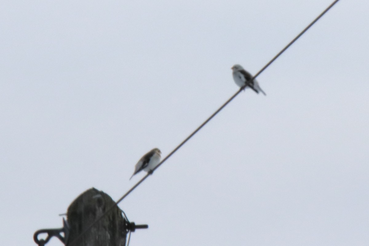 snøspurv - ML649208266