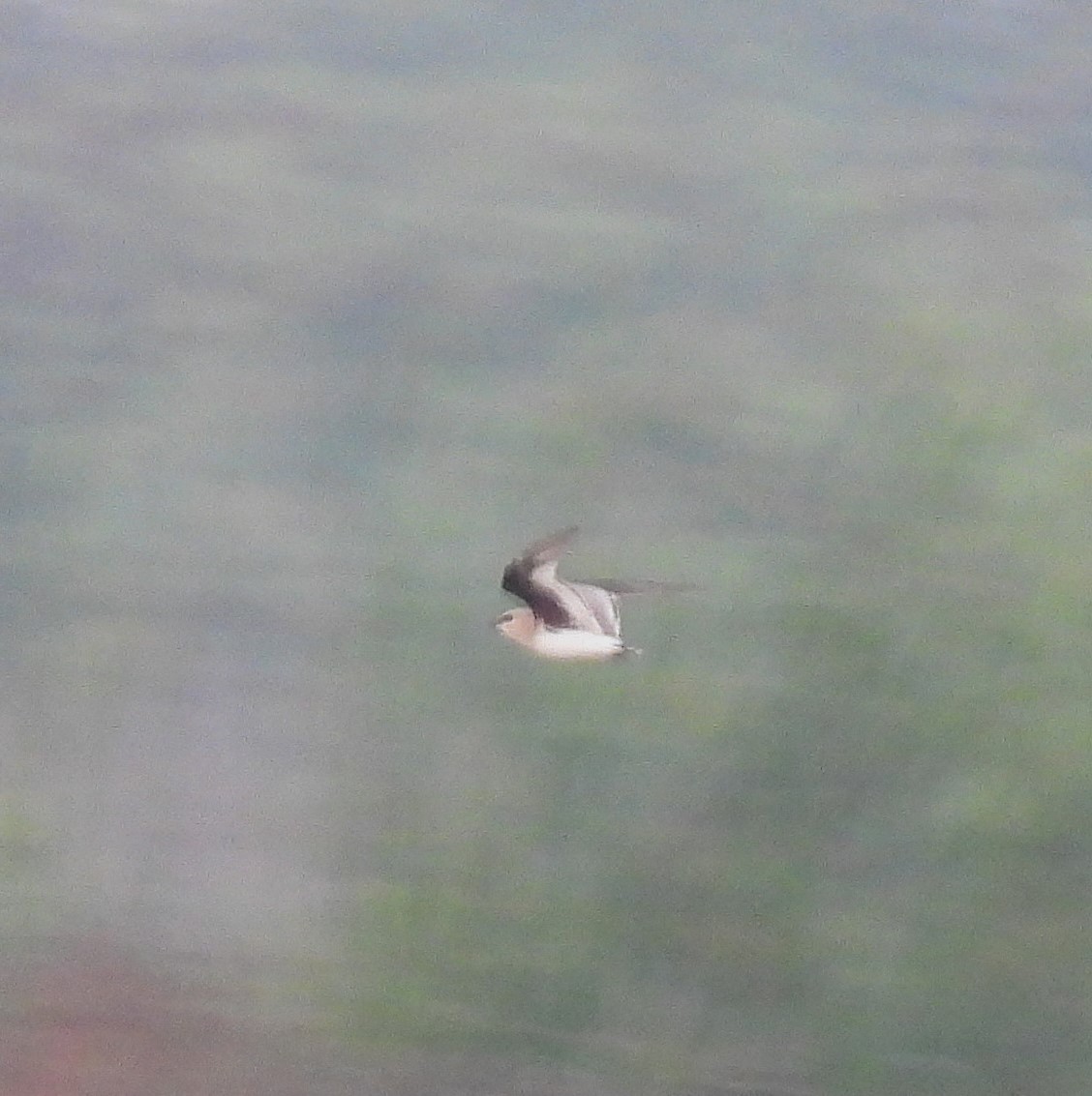 Small Pratincole - ML649208309