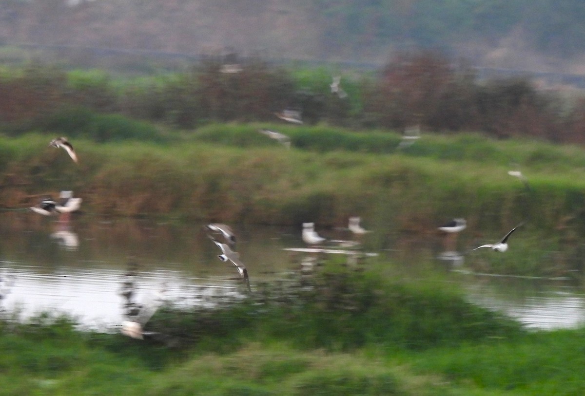 Small Pratincole - ML649208310